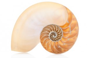 Nautilus Muschel 